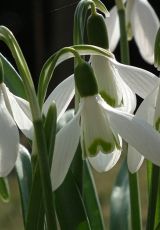 Schneegloeckchen Garten FKB